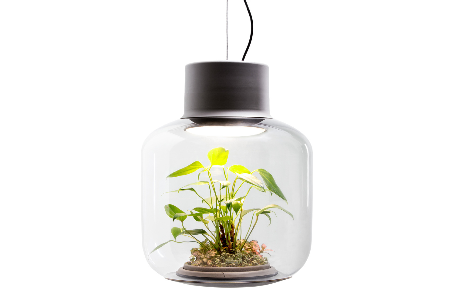 Grow Plants with No Water and No Light? Yes, in a Lamp Ecosystem  Green  With Purpose